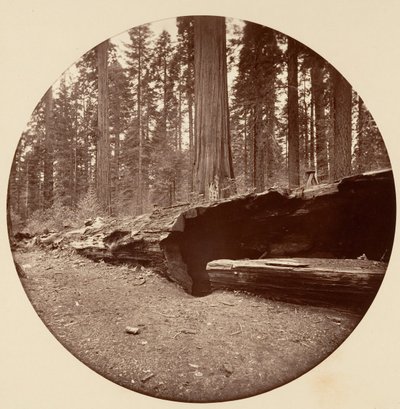 Mammoth Three Grove Hotel Calaveras Co Cal. door Carleton Emmons Watkins