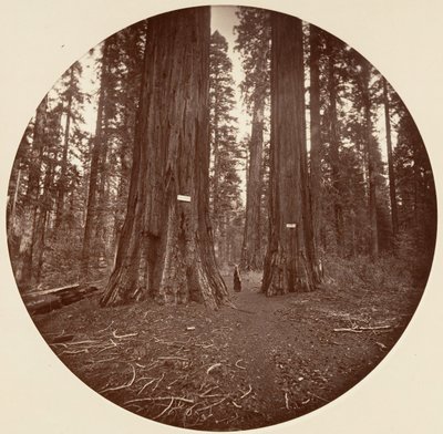 Geen, ca. 1878 door Carleton Emmons Watkins