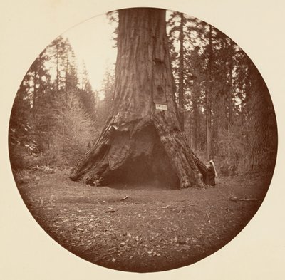 Pioneers Cabin - Calaveras Grove, ca. 1878 door Carleton Emmons Watkins