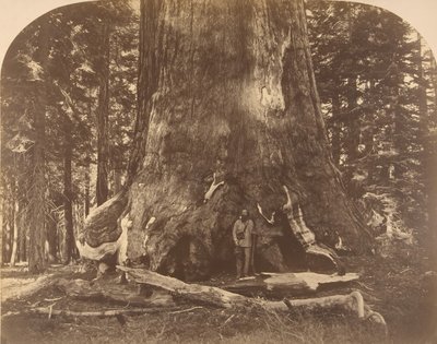Sectie van Grisly Giant, Mariposa Grove, 1861 door Carleton Emmons Watkins