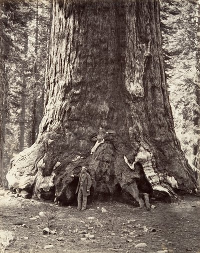 Sectie van de Grizzly Giant door Carleton Emmons Watkins