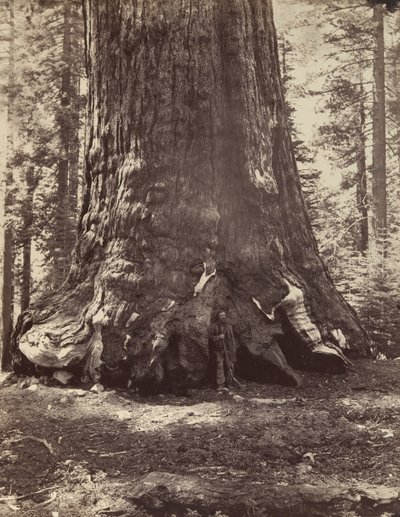 Sectie van de Grizzly Giant met Galen Clark, Mariposa Grove, Yosemite, 1865-66, gedrukt ca. 1876 door Carleton Emmons Watkins