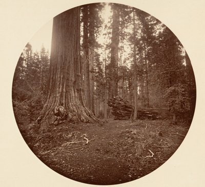 De Vader van het Woud - C. Grove door Carleton Emmons Watkins