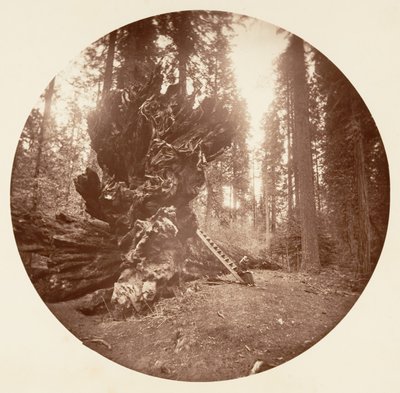 De vader van het bos - De achterkant van het paard. Calaveras Grove door Carleton Emmons Watkins