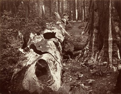 De Vader van het Woud door Carleton Emmons Watkins