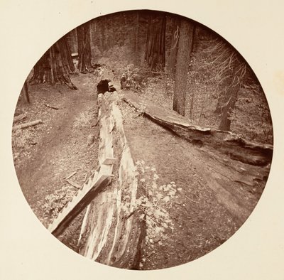 De Vader van het Woud 450 Ft Lang, C. Grove, ca. 1878 door Carleton Emmons Watkins