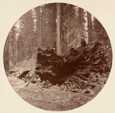 De Vader van het Woud 450 ft C. Grove, ca. 1878 door Carleton Emmons Watkins