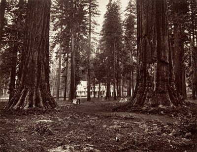 Het Hotel van Mammoth Grove, ca. 1872, gedrukt ca. 1876 door Carleton Emmons Watkins