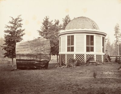 Het huis boven een stomp van een grote boom door Carleton Emmons Watkins