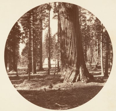 Het Mammoth Grove Hotel vanuit het Grove - Calaveras door Carleton Emmons Watkins