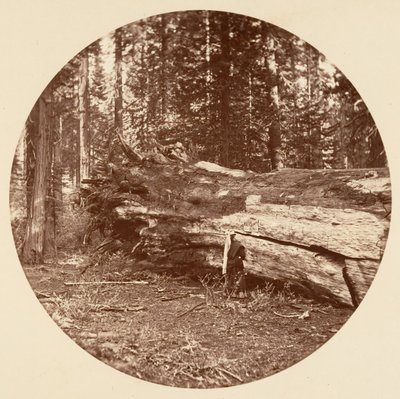 De mijnwerkershut - Calaveras Grove, ca. 1878 door Carleton Emmons Watkins