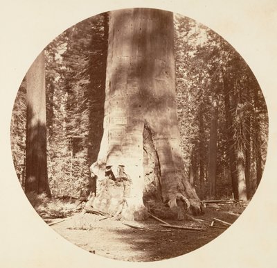 De moeder van het bos - Calaveras Grove door Carleton Emmons Watkins