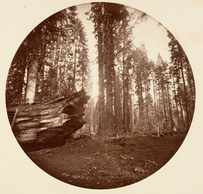 De Moeder van het Bos uit de Vader van het Bos - Calavaras Grove door Carleton Emmons Watkins