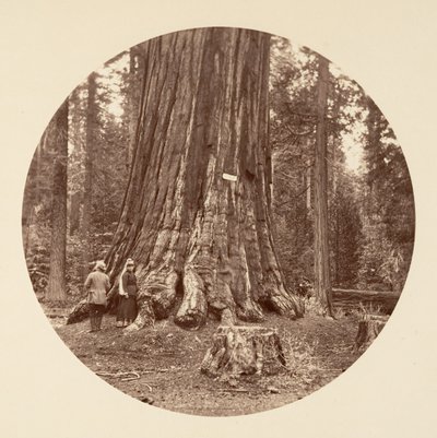 De Trots van het Bos - Calaveras Grove, ca. 1878 door Carleton Emmons Watkins