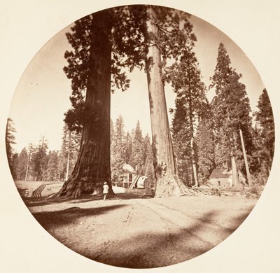 De wachters - Calaveras Grove, ca. 1878 door Carleton Emmons Watkins