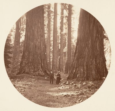 De Drie Gratiën Gezien door de Bryant en Seward Calaveras Grove door Carleton Emmons Watkins