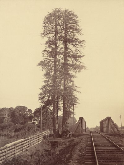Tweeling Redwoodbomen, Palo Alto, 1870 door Carleton Emmons Watkins