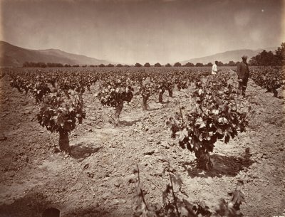 Wijngaard van Camulos Ranch, 1876 door Carleton Emmons Watkins