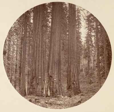 [Yosemite National Park, Californië], ca. 1878 door Carleton Emmons Watkins