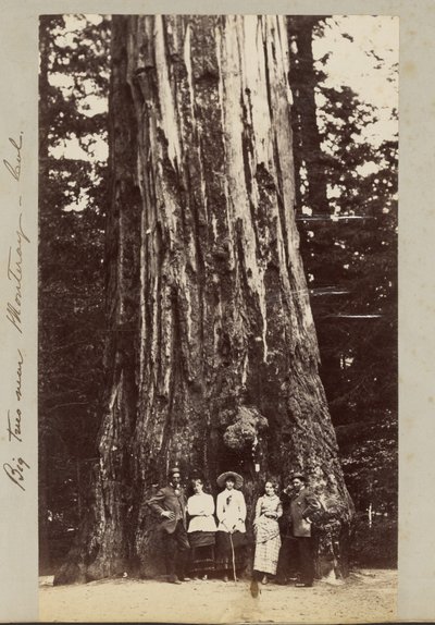 Grote bomen bij Monteray [sic] - Cal. door Carleton Watkins