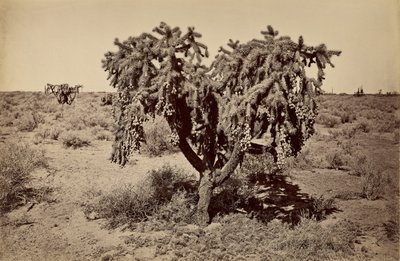 [Cactus, woestijn van Arizona]. door Carleton Watkins