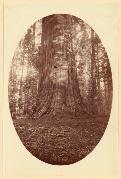[Empire State Calaveras Grove]. door Carleton Watkins