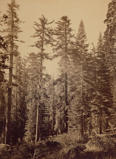 [Bosgezicht] / [Suikerdennen]. door Carleton Watkins
