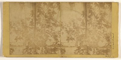 Weinreben door Carleton Watkins