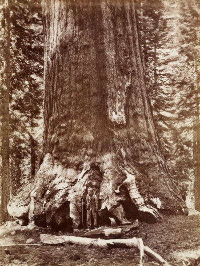 Grizzly Giant Diameter 33 Ft. Mariposa Grove door Carleton Watkins