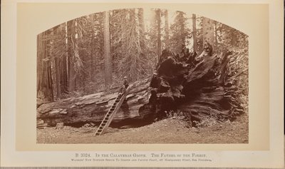 In de Calaveras-bossen. De vader van het bos door Carleton Watkins