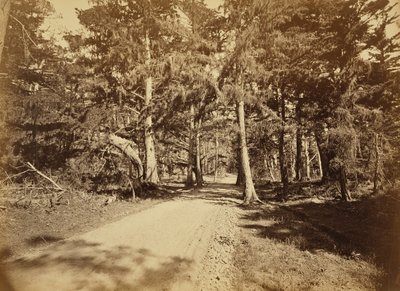 [Monterey, Californië. Moss Avenue, 18 Mile Drive]. door Carleton Watkins