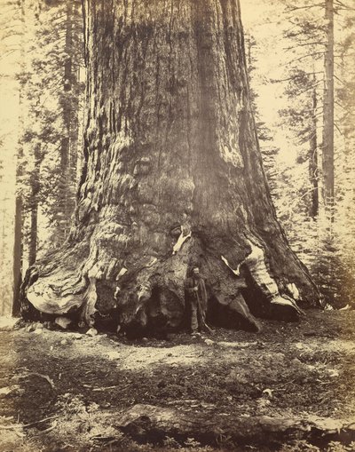 [Deel van de Grizzlyreus]. door Carleton Watkins