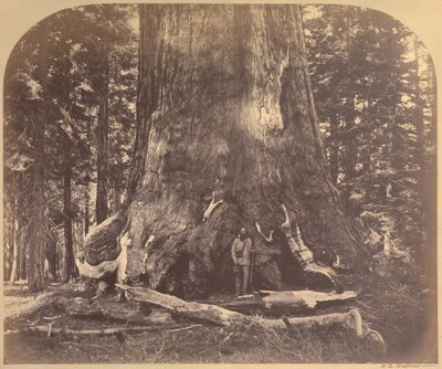 Sectie van de Grizzly Giant, 33 Feet Diameter, Mariposa Grove, Yosemite, No. 111 door Carleton Watkins