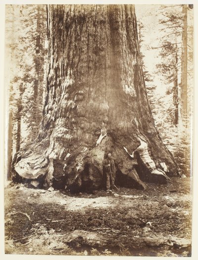 Sectie van de Grizzly Giant met Galen Clark, Mariposa Grove, Yosemite door Carleton Watkins