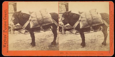 De oudste inwoner van de Farallone-eilanden door Carleton Watkins