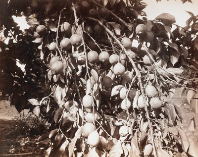 Zonder titel [fruit op boom] door Carleton Watkins
