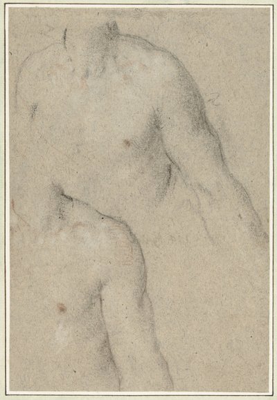 Twee studies van de torso van een jongeman door Carlo Caliari
