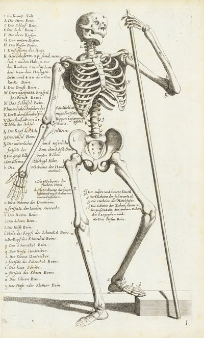 Anatomische Studie van het Menselijk Skelet door Carlo Cesi door Carlo Cesi