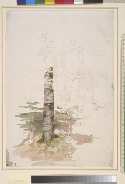 Studie uit het Binnenste van een Naaldbos door Caspar David Friedrich