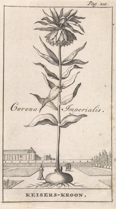 Keizerskroon door Caspar Luyken