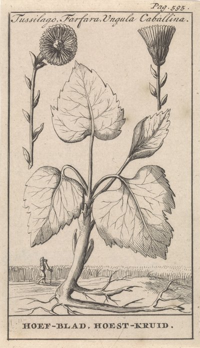 Klein hoefblad met hoestkruid door Caspar Luyken
