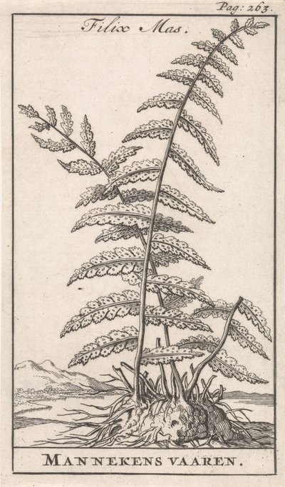 Mannetjesvaren door Caspar Luyken