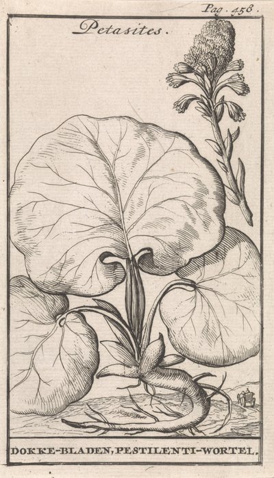 Petasites door Caspar Luyken