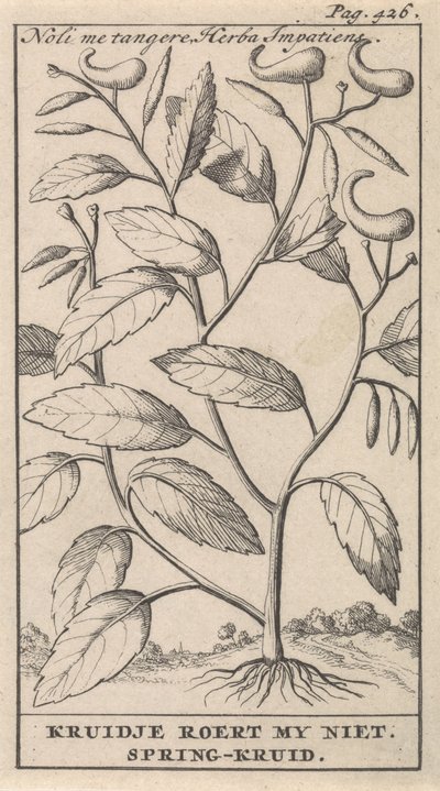 Springkruid door Caspar Luyken