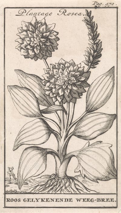 Titelpagina en acht prenten met bloemen Weegbree Plantago Rosea / Roos gelykenende Weeg-bree door Caspar Luyken