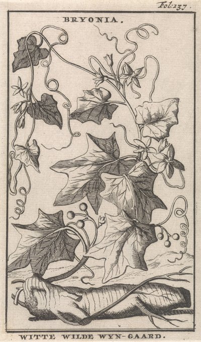 Witte heggenrank door Caspar Luyken