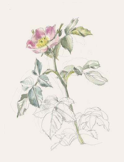 Tere roze wilde roos door Catalina Somolinos