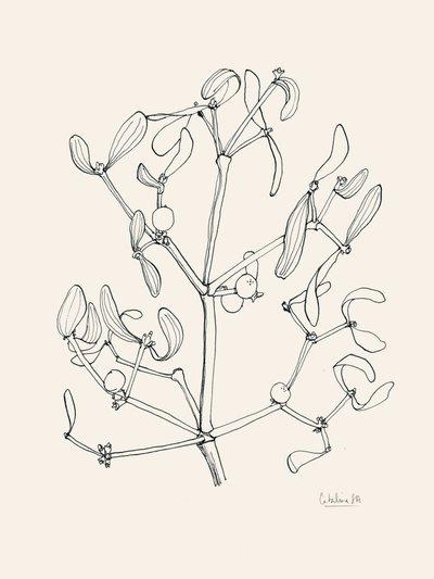 Kerstmis: Maretak - Lijntekening door Catalina Somolinos