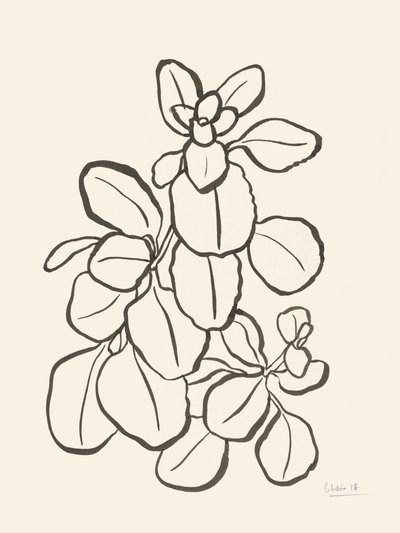 Biologische bladtekening door Catalina Somolinos