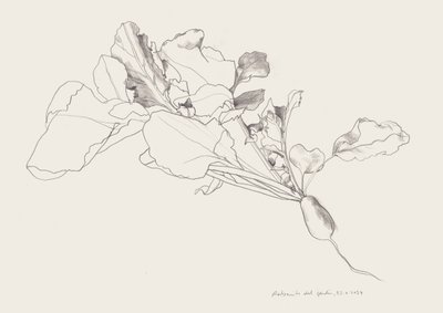 Botanische tekening van een radijs door Catalina Somolinos